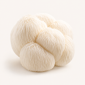Lion's Mane