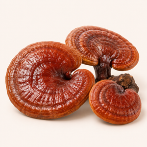 Reishi