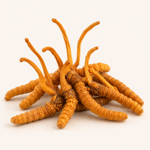 Cordyceps