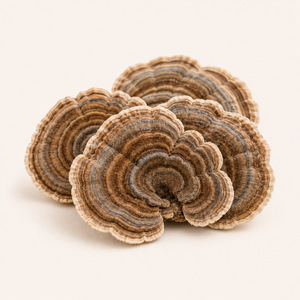 Turkey Tail